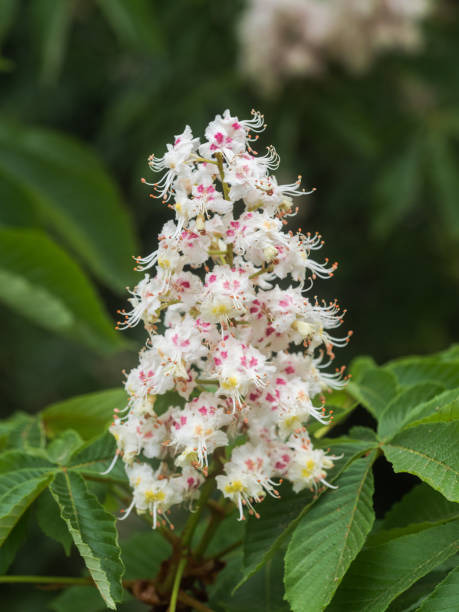 istock Single flowering chestnut blossom on a small branch. 1248174086