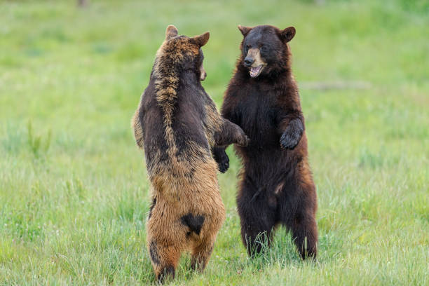 istock American Black Bear fighting in the meadow 1248174255