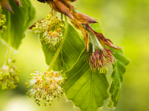 Detailed close-up of the flowering european beech in spring.