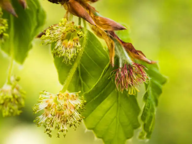 Detailed close-up of the flowering european beech in spring.