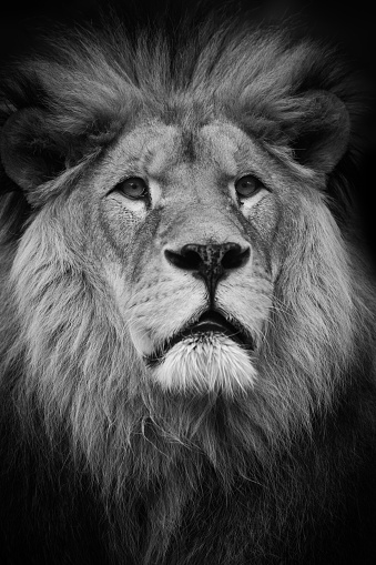 Black and white portrait lion. Serious face lion. Portrait major animal.