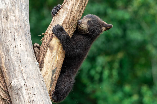 istock Young American Black Bear climbing the tree 1248174441