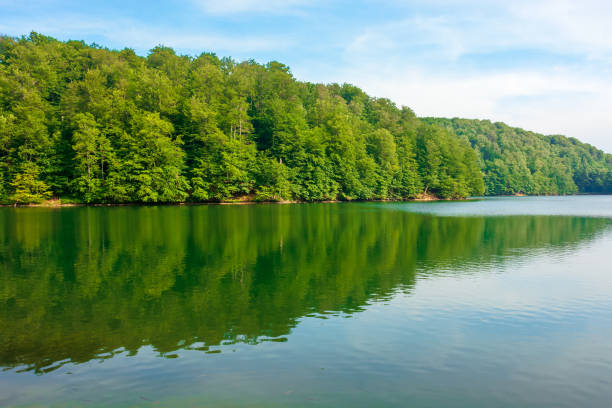 istock lake among beech forest of vihorlat mountains 1248175253