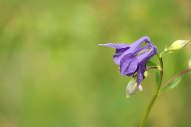 Flowers of the Aquilegia vulgaris plant in spring. On a green fresh background