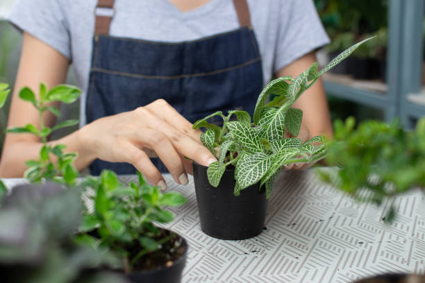 istock close up woman hand plant a tree 1248175693
