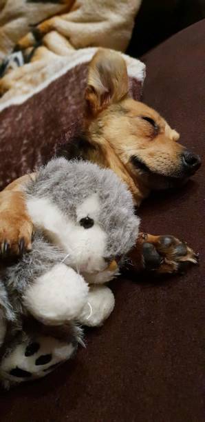 istock Puppy and his friend 1248175774