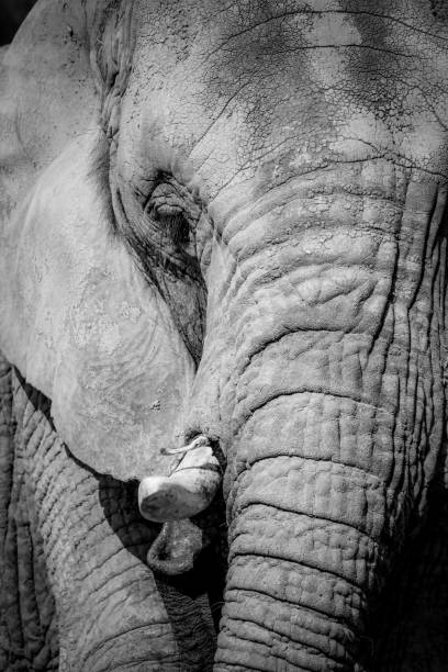 istock Black and white portrait elephant 1248176223