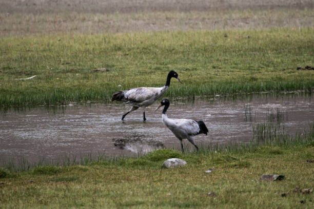 istock A pair of black-necked cranes 1248177241