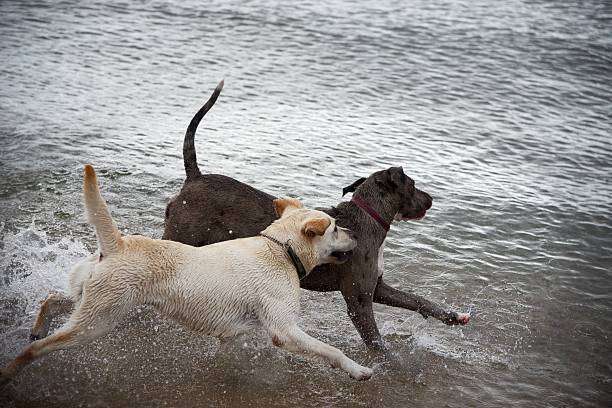 istock Two dogs playing at the beach 1248177384