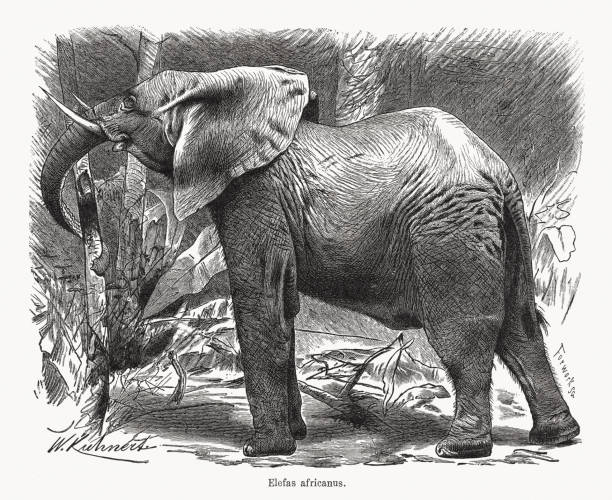 istock African bush elephant (Loxodonta africana), wood engraving, published in 1891 1248177757