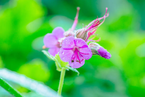 Close-up of flowers during the garden in Spring.