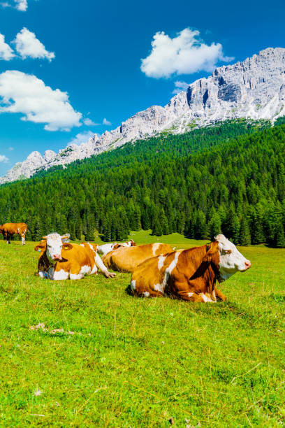 Brown cows grazing on alpine meadows, surrounded by forests and rocky mountains. Blue sky with fluffy clouds on the background.