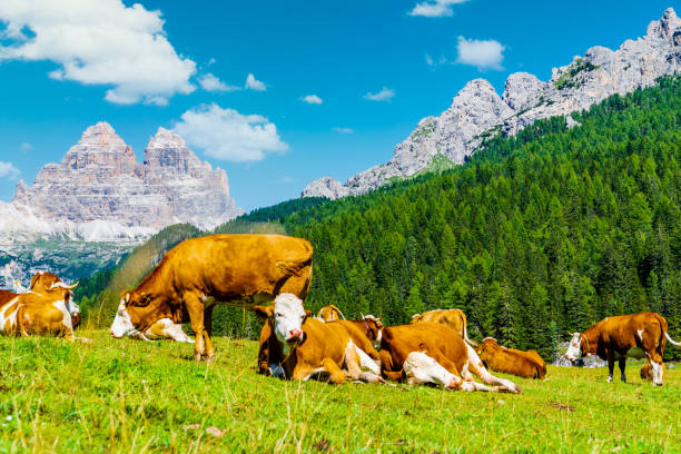 istock Brown cows grazing on alpine meadows in a sunny day. 1248178800