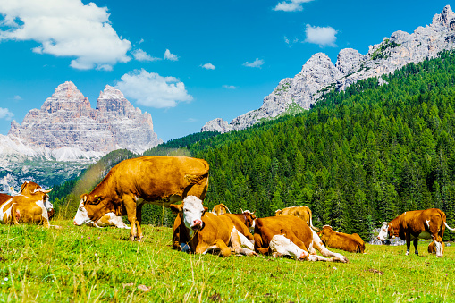 Brown cows grazing on alpine meadows, surrounded by forests and rocky mountains. Blue sky with fluffy clouds on the background.