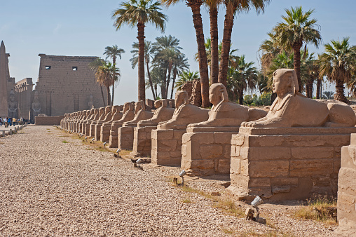 Ancient egyptian avenue of sphinxes on at entrance road to temple of Luxor with pylon in background