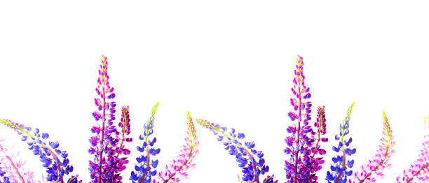 istock Beautiful flowers on a white background. Summer Equinox Day or Solstice. Creative copy space for positive mood 1248180193
