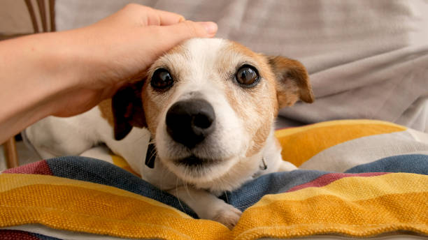 istock Hand caressing small dog at home 1248180644