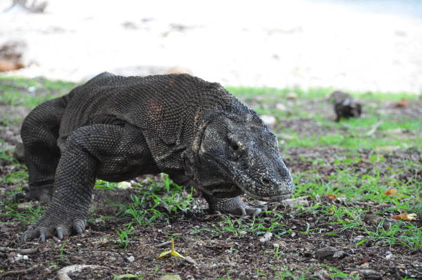 istock The Komodo Island 1248180757