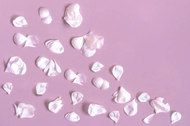 istock White petals of rose pattern on pink background 1248181072