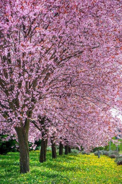 istock Gorgeous huge pink cherry blossom trees alley with green grass 1248181750
