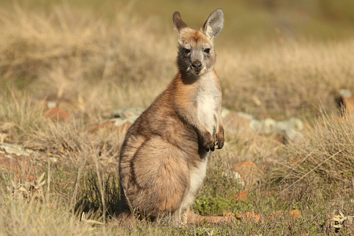 alert wallaroo sitting in the grass in Flinders Ranges National Park