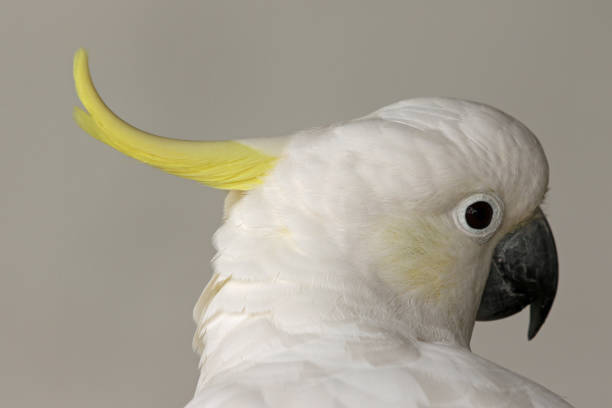 istock head of a sulphur crested cockatoo 1248182032