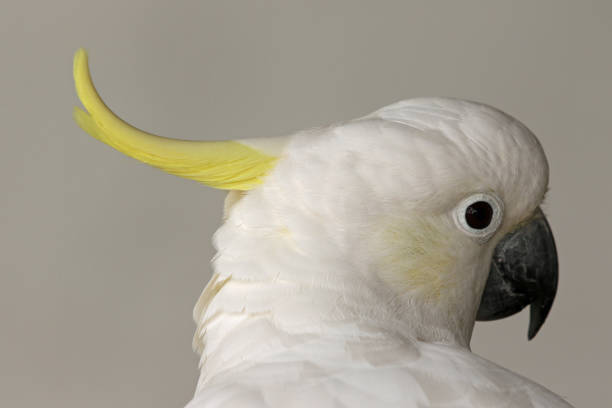 head of a sulphur crested cockatoo lateral portrait of a sulphur crested cockatoo sulphur crested cockatoo photos stock pictures, royalty-free photos & images