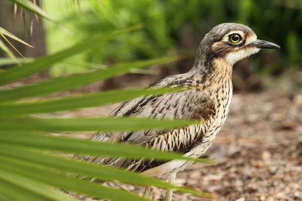 bush kamień-curlew - stone curlew zdjęcia i obrazy z banku zdjęć