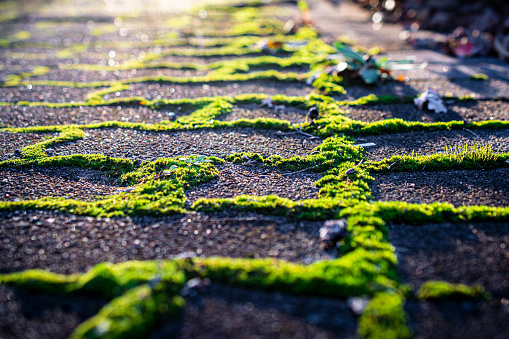 Close-up of green moss growing through brick pavings in afternoon light