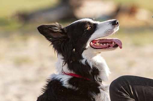 Portrait profile of a border collie dog looking at its owner in the sun. Horizontal orientation. High quality photo.