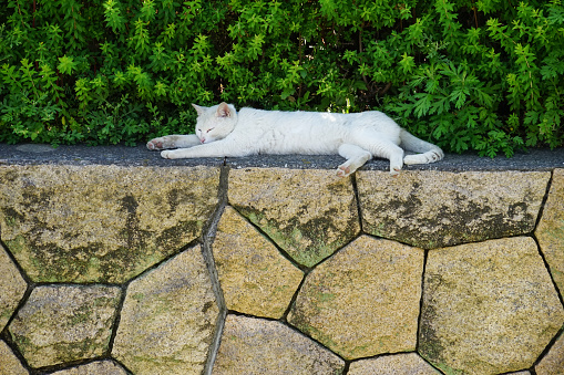 A stray cat was sleeping under the hedge.