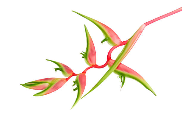 istock Heliconia chartacea flower, Tropical flowers isolated on white background, with clipping path 1248185952