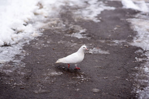 White pigeon with dark spots on the white snow