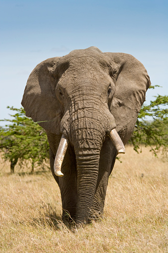 A vertical portrait of an elephant