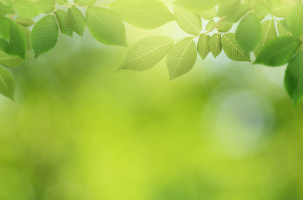 istock Green blured background with leaves 1248189073