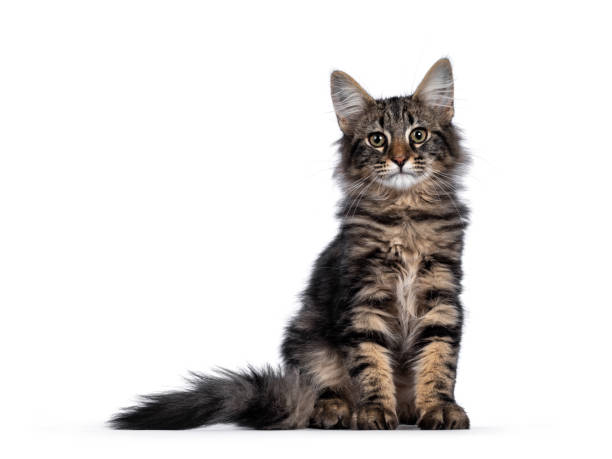 istock Black tabby blotched Norwegian Forestcat on white background 1248189116