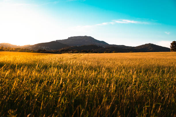 istock Sunset over wheat field and mountain in the background 1248189171