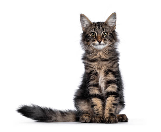 istock Black tabby blotched Norwegian Forestcat on white background 1248189350