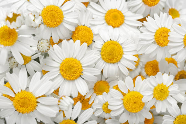 istock Chamomile flowers background. Natural herbal treatment. 1248189435