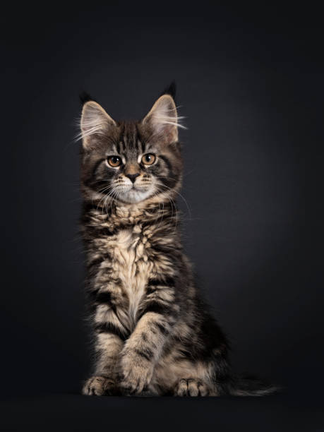 istock Black tabby Maine Coon cat on black background 1248189963