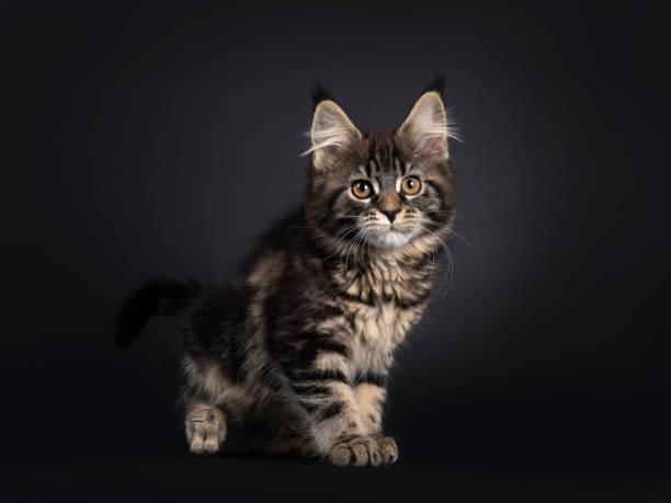 istock Black tabby Maine Coon cat on black background 1248189977