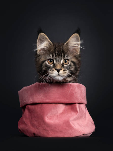 istock Black tabby Maine Coon cat on black background 1248190001