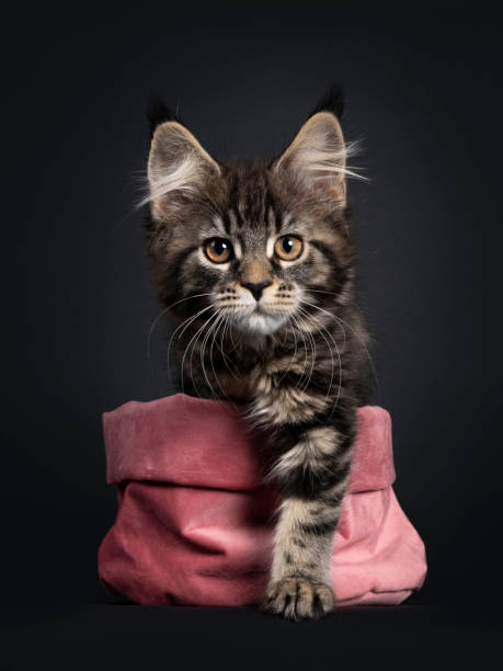 istock Black tabby Maine Coon cat on black background 1248190002
