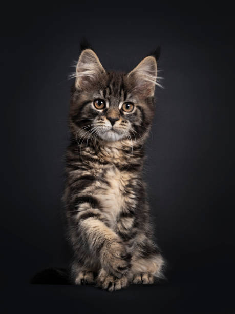 istock Black tabby Maine Coon cat on black background 1248190022