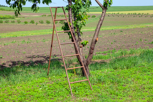 ladder for collecting cherries