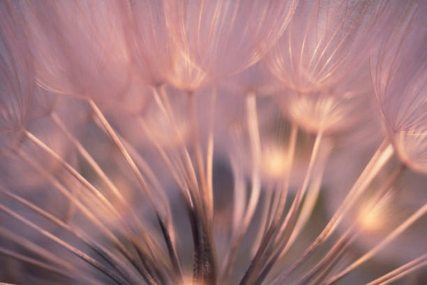istock Extreme closeup of dandelion seeds. 1248190866