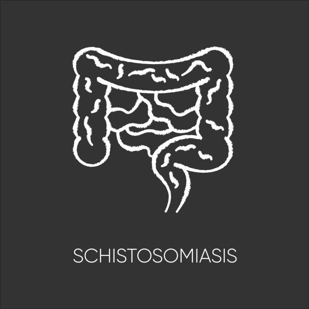 istock Schistosomiasis chalk white icon on black background. Viral gastroenterological disease, endemic infectious illness. Human digestive system, guts isolated vector chalkboard illustration 1248191372