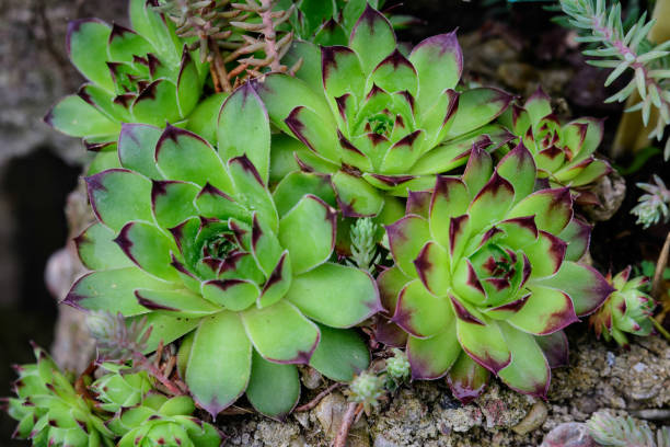 istock Background with different types of natural green succulent plants in direct sunlight in a garden in Scotland, United Kingdom 1248192263