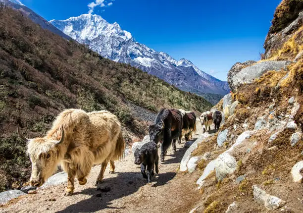 White and black yaks on the way to Everest Base Camp. Everest Region, Nepal, Himalayas
