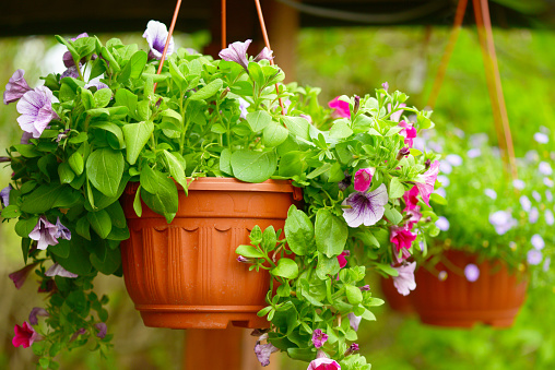 beautiful flowering plants and flowers in flower pots